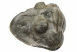 Wide, Enrolled Isotelus Trilobite - Mt Orab, Ohio #225014-1